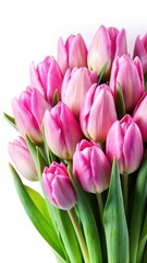 Obraz premium Close-up view of fresh pink tulips isolated on white background