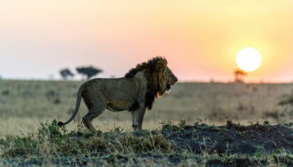 Majestic Lion Silhouette at Sunset on African Savanna
