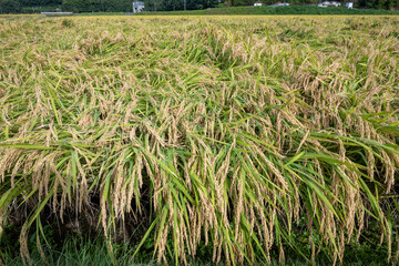 日本の岡山県総社市の吉備路のとても美しい秋の風景