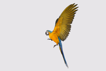 colorful parrots fly with their wings isolated on white background