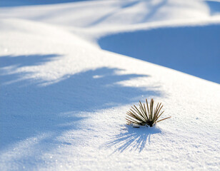 Shadow of pine needles on fresh snow