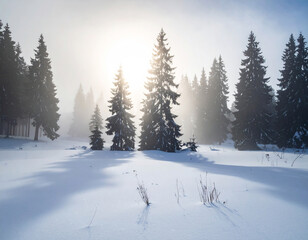 Silhouette shadows of forest trees blending into snowy fog