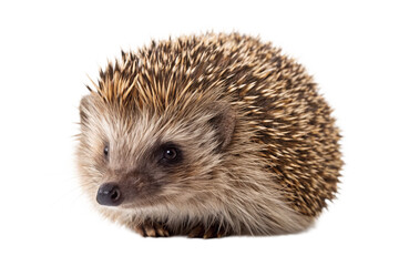 Obraz premium Cute european hedgehog isolated on transparent background, looking at the camera