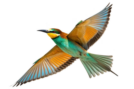 European beeeater flying isolated on transparent background, spreading its wings wide