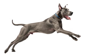 Great dane dog jumping isolated on transparent background