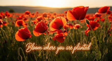 Red Poppies Blooming in a Sunny Field