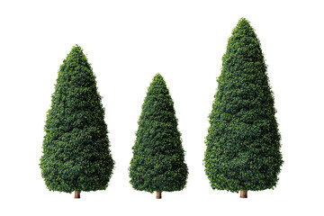Three conical topiary trees in deep forest green arranged in staggered heights, finely trimmed foliage with subtle brown stems, isolated on transparent background
