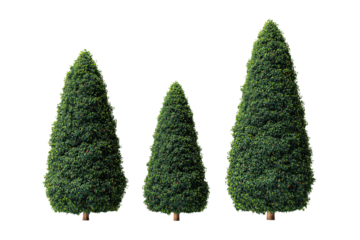 Three conical topiary trees in deep forest green arranged in staggered heights, finely trimmed foliage with subtle brown stems, isolated on transparent background