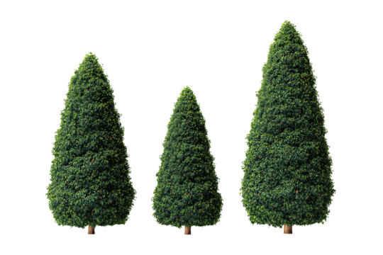 Three conical topiary trees in deep forest green arranged in staggered heights, finely trimmed foliage with subtle brown stems, isolated on transparent background
