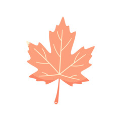 Obraz premium Orange maple leaf isolated on white background 