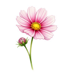 Obraz premium Delicate Pink Cosmos Flower Illustration with Bud, Detailed Botanical Art