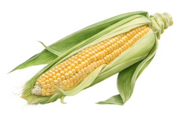 Realistic fresh sweet corn on the cob with green husk, partially peeled to expose juicy yellow kernels. Isolated on a transparent PNG background, perfect for food packaging mockups, farm product adver