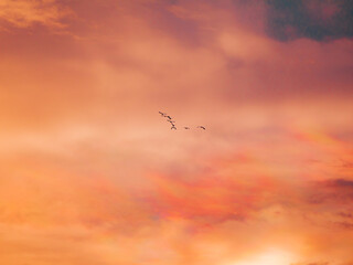 Birds flying in dramatic orange sunset sky