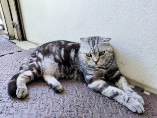 Cute Silver Tabby Scottish Fold Cat Lying Down Outdoors on Textured Stone Floor Looking At Camera