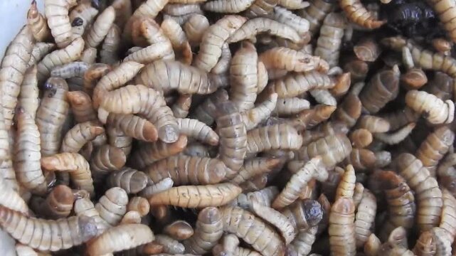 Close up video of BSF Maggot. Maggots are larvae of black soldier fly. Maggots are very useful for recycling organic waste. Also can be used for fish and poultry feed