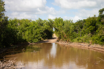 Fototapeta premium Pov of natural trails in Río Lagartos Biosphere natural park on Mexico's Yucatan Peninsula.