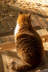 The ginger cat sits on a terrace on a sunny autumn day