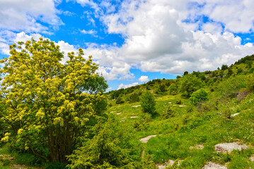Obraz premium Manna-Esche (Fraxinus ornus) im Zogari/Epirus (Griechenland) 