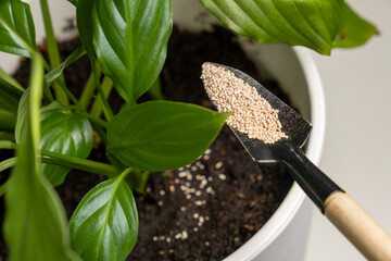 Adding insect repellent to indoor plants.