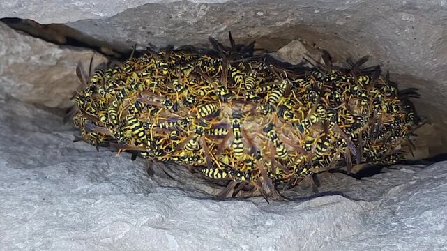 A dense swarm of paper wasps on their nest. Upon hearing a sound, the wasps immediately shift positions in a coordinated defensive movement to protect the nest and ensure the colony's growth