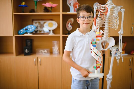 A schoolboy holds a model of human DNA in his hands. Biology lesson - Powered by Adobe