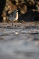 Chorlito gris - Pluvialis squatarola - Grey plover or Black-bellied plover