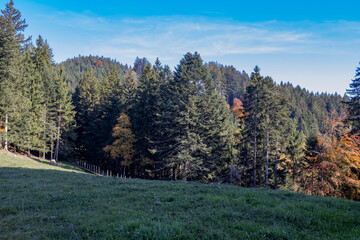 Waldst&uuml;ck am Etzel, nahe Rapperswil