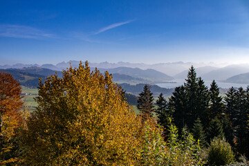 Waldst&uuml;ck am Etzel, nahe Rapperswil