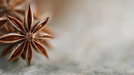 Close-up of a star anise flower. the star-shaped flower is made up of six petals that are arranged in a star-like pattern. the petals are a warm brown color and have a glossy texture.
