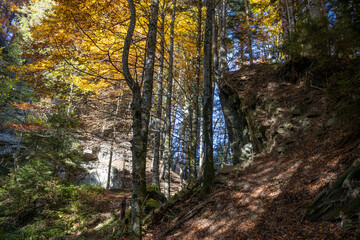 Waldst&uuml;ck am Etzel, nahe Rapperswil