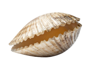 Open clam seashell with ridged ivory surface showing interior bivalve structure coastal natural decor on isolated background