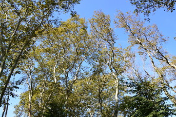 wispernde Baumkronen