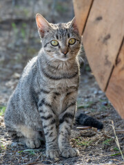 Stray cat in Kos, Greece