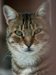 Obraz premium Stray cat in Kos, Greece
