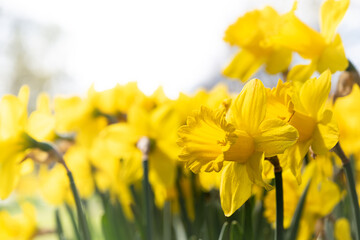 Fototapeta premium Tulpen