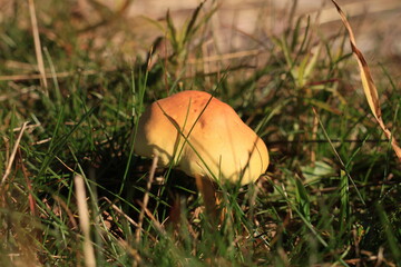 Herbst-Bilder aus dem Nordschwarzwald
