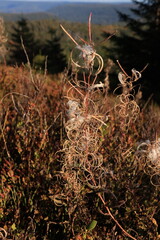 Herbst-Bilder aus dem Nordschwarzwald