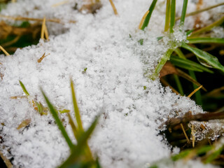 植物に積もった雪のマクロ