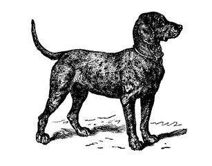 Obraz premium Dog in profile, old vintage illustration, 1894