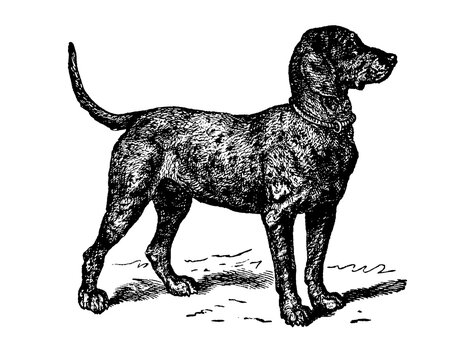 Dog in profile, old vintage illustration, 1894