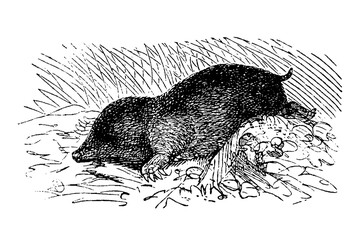 The mole came out of the hole, old vintage illustration, 1894