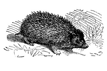 Hedgehog, old vintage illustration, 1894