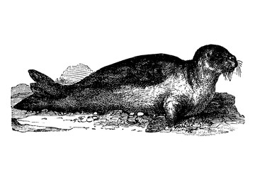 Fototapeta premium Seal, old vintage illustration, 1894