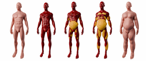 Fat Distribution in Human Body Focused on Visceral and Subcutaneous Areas for Medical and Fitness Illustration 3D Rendering