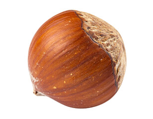 Hazelnut in shell, a delicious healthy snack. Capturing organic food ingredient for baking, cooking, or eating