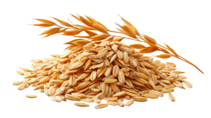 A pile of raw oats cereal grains with natural texture and organic healthy food ingredient isolated on white background