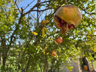 Granatapfel im Garten