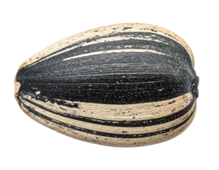 Single sunflower seed showing striped shell texture, healthy snack food, nutrition, macro view, on transparent background