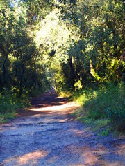 autumn in the forest
