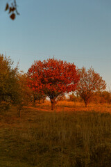 autumn in the park, red trees